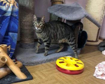 Chip Bild von Chip