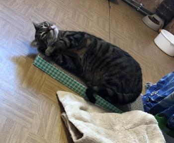 Chip Bild von Chip