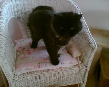 Zeidan Bild von Zeidan