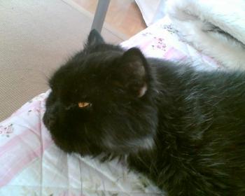 Zeidan Bild von Zeidan