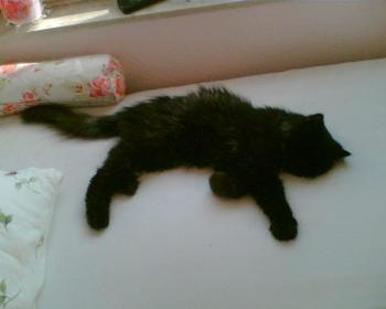 Zeidan Bild von Zeidan