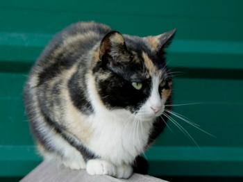 Tisha Bild von Tisha