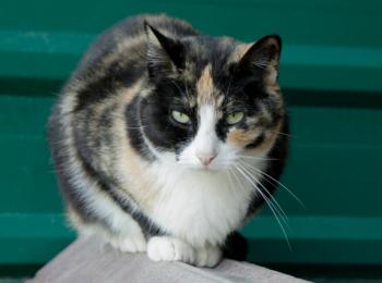 Tisha Bild von Tisha