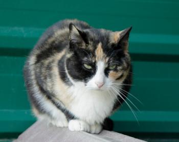 Tisha Bild von Tisha