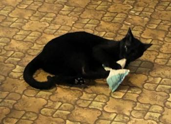 Baccio Bild von Baccio
