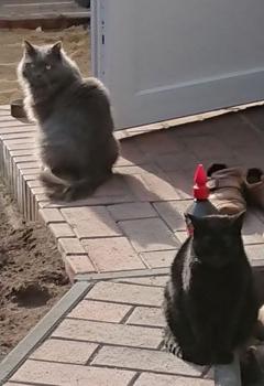 Yasmin Bild von Yasmin