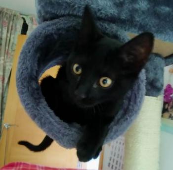 Bild von Blacky