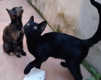 Bild von Blacky