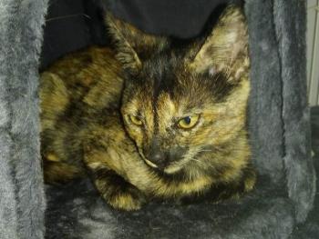 Coco Bild von Coco