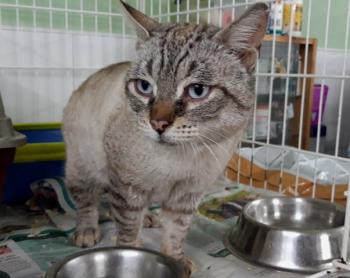 Mishu Bild von Mishu