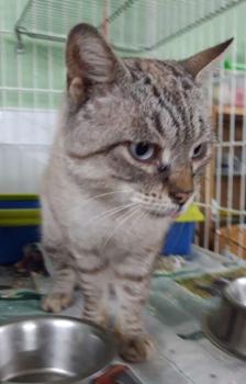Mishu Bild von Mishu