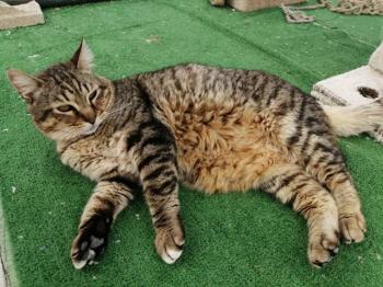 Mowgli Bild von Mowgli