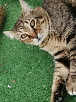 Mowgli Bild von Mowgli