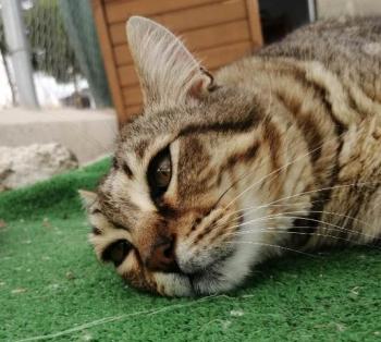 Mowgli Bild von Mowgli