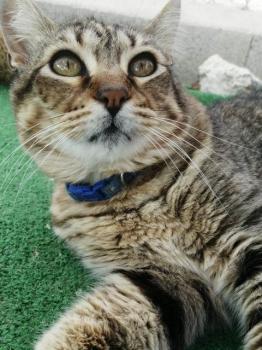 Mowgli Bild von Mowgli