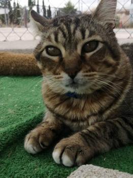 Mowgli Bild von Mowgli