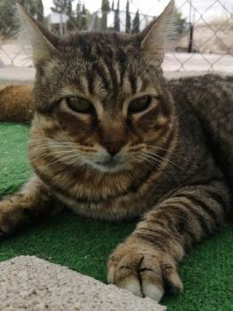 Mowgli Bild von Mowgli