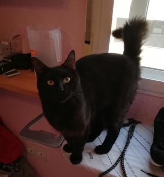 Pompon Bild von Pompon