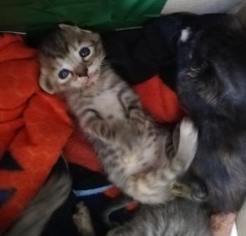 Irena Bild von Irena