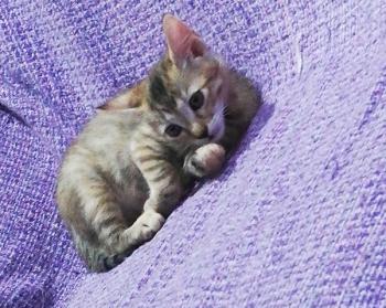 Irena Bild von Irena
