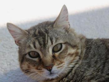 Mowgli Bild von Mowgli