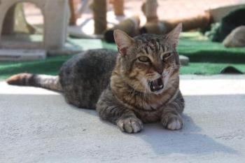 Mowgli Bild von Mowgli