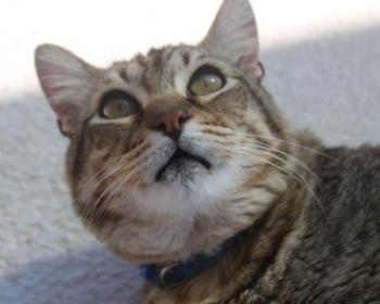 Mowgli Bild von Mowgli