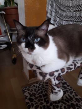 Maurice Bild von Maurice