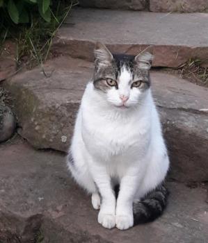 Momo Bild von Momo