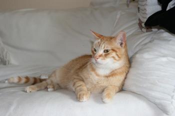 Filo Bild von Filomeno