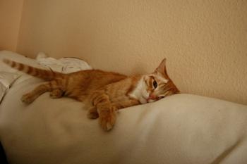 Filo Bild von Filomeno