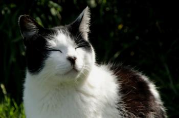 Inigo Bild von Inigo