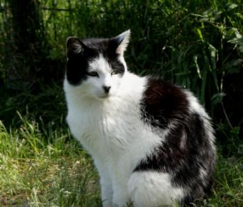 Inigo Bild von Inigo
