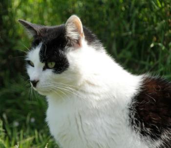 Inigo Bild von Inigo