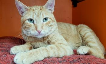 Thomas Bild von Thomas