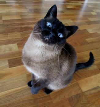 Bibi Bild von Bibi