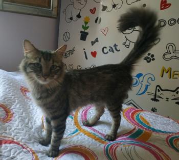 Bart Bild von Bart