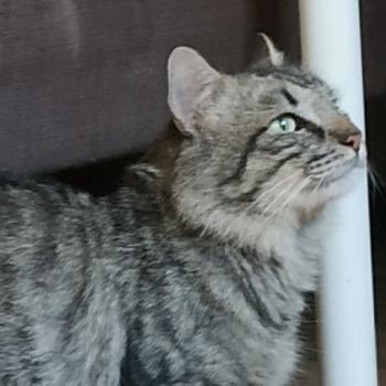 Bart Bild von Bart