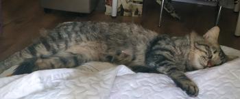 Bart Bild von Bart