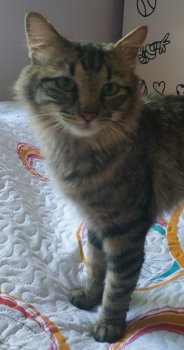 Bart Bild von Bart