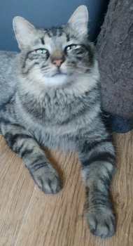 Bart Bild von Bart