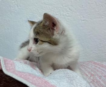 Aisha Bild von Aisha