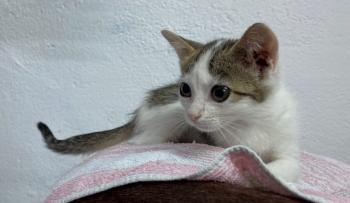 Aisha Bild von Aisha