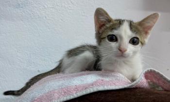 Aisha Bild von Aisha