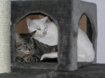 Chiqui und Ginebra Bild von Ginebra