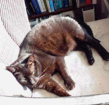 Chuck Bild von Chuck
