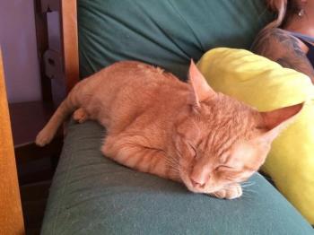 Naranjito Bild von Naranjito