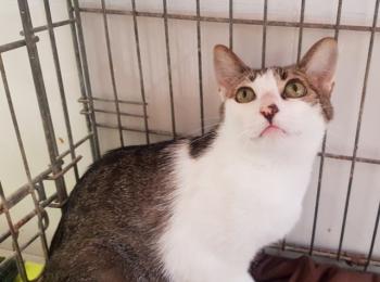 Tabby Bild von Tabby