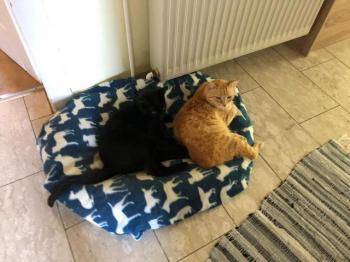 Dartacat Bild von Dartacat