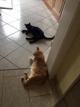 Dartacat Bild von Dartacat